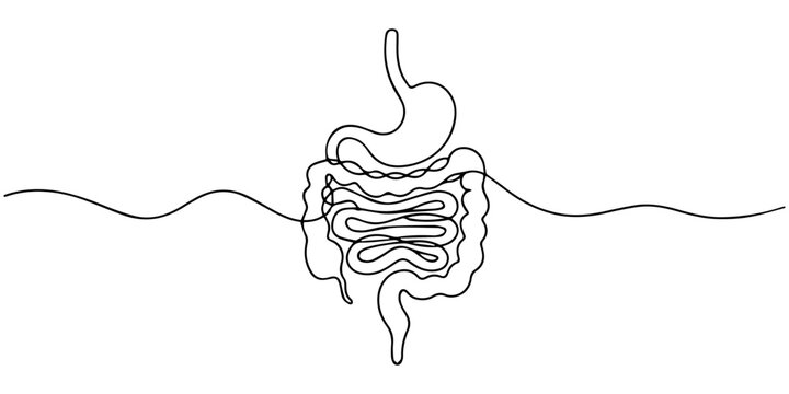 digestive continuous one line drawing, Continuous one line drawing of Human digestion. Single line drawing illustration of Human Digestive. one line Icon drawing, Abstract one line drawing