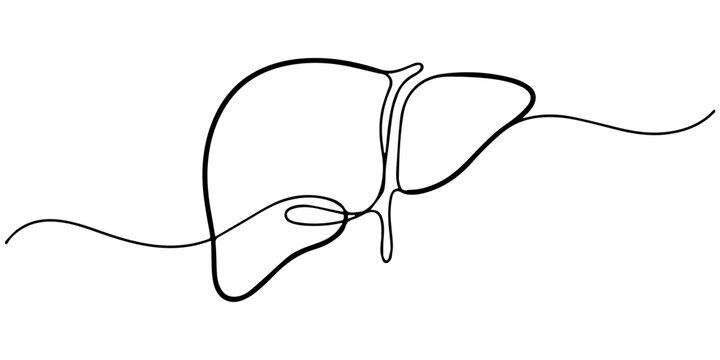 Liver continuous one line drawing, Human Liver One Line Art, Continuous Contour, Continuous one line drawing of Human liver anatomy, minimalist design isolate organ outline vector illustration