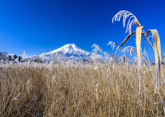 富士山と雪景色