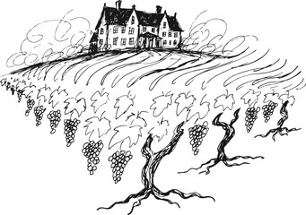 Obraz premium Vintage vineyard landscape with grapevines and old farmhouse sketch drawing