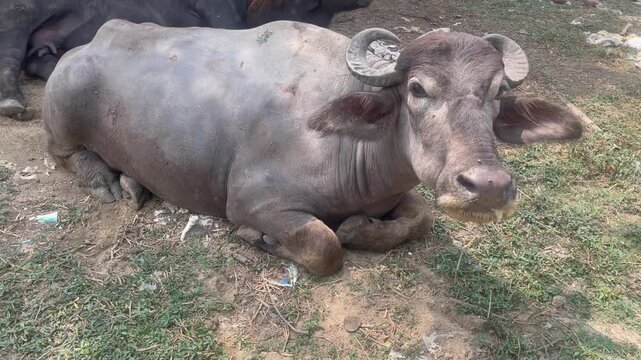 Murrah Water Buffaloes Resting in the Shade on Dry Ground