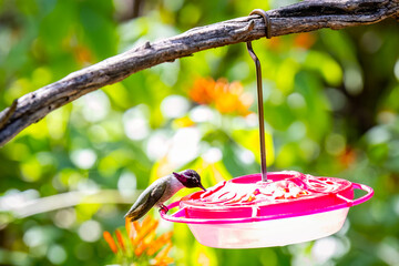 Fototapeta premium Male Costas Hummingbird Feeding at Red Feeder