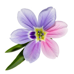 Naklejka premium A beautiful digital illustration of a half purple and half pink flower with green leaves.