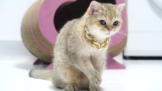 Golden British Shorthair cat with blue eye, chunky gold chain collar, sitting white floor near pink brown heart shaped scratcher, playful domestic feline pet animal, adorable fluffy stylish elegant