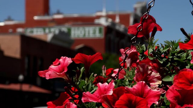 Red flowers in foreground with historic downtown Durango