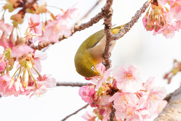 河津桜とメジロ	