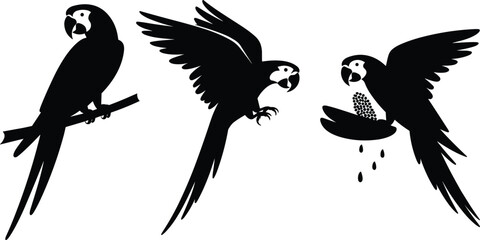 Three black silhouette macaws, one perched, one flying, one eating seeds parrots birds © It's Sahed