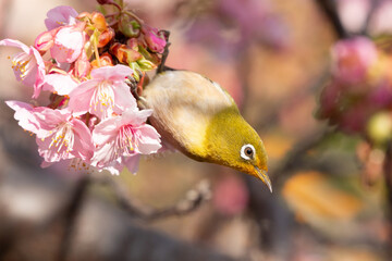 河津桜とメジロ	
