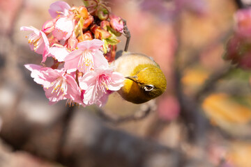 河津桜とメジロ	