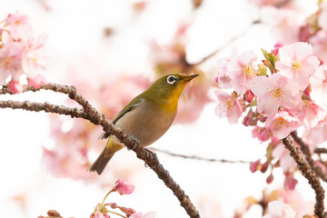 河津桜とメジロ	