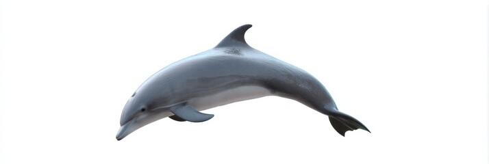Obraz premium Graceful dolphin swimming mid-air against white background