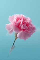 Fototapeta premium Pink carnation flower against soft blue background
