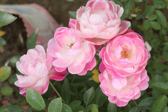 rose plant on farm for harvest are cash crops