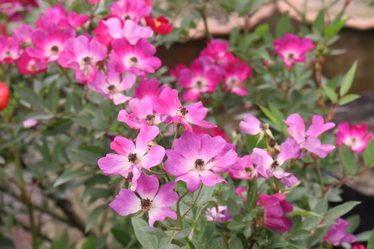 rose plant on farm for harvest are cash crops