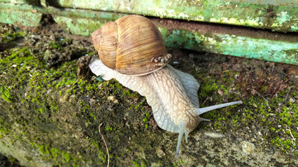 Roman snail (Helix pomatia) crawling on a mossy concrete wall in a garden © Peter