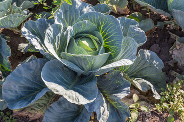 Head of young white cabbage on field in sunny day