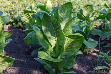 Young plant of the tobacco on field at sunny morning