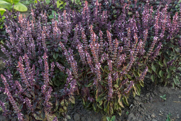 Bushes of blooming of the purple basil on a field