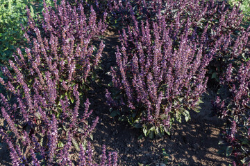 Bushes of blooming of the purple basil on a field