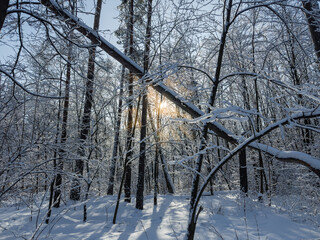 Fototapeta premium Section of winter snowy forest with fallen trees in sunny day