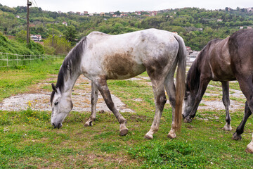 Obraz premium Detail of horse in a meadow