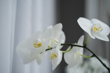 Obraz premium White orchid flowers with delicate petals and yellow centers arranged elegantly against a soft background featuring sheer curtains and a blurred floral arrangement