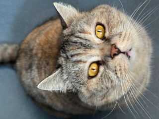 Cute cat looking up. © OLENA LIALINA