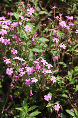 Fototapeta premium Pink rock soapwort flowers. Selective focus.