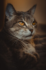 Fototapeta premium Elegant Cat Portrait, Elegant Cat Portrait,Whiskers and Paws, Graceful Cat Pose, The Eyes Have It, Inquisitive Kitty, Sleek and Sophisticated, Regal Cat Portrait, Elegant and Enchant
