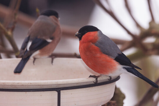 M&auml;nnlicher Gimpel mit Weibchen im Hintergrund