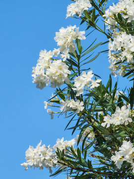 White Oleander flowers on blue sky background in a sunny day