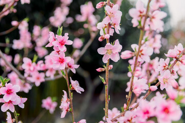 Spring time peach blossoms in full bloom, gentle flowers on branches.