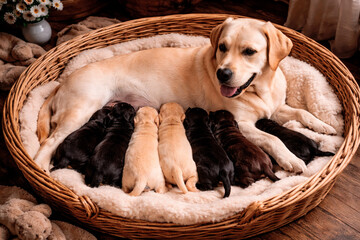 Mother Labrador Retriever nursing her puppies and Feeding her puppies Animal Mother's Day
