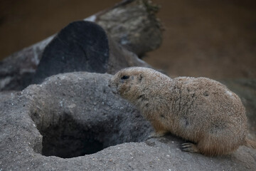 The Black-Tailed Prairie Dog (Cynomys ludovicianus).