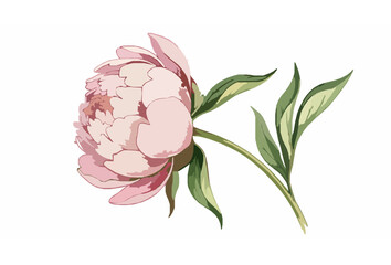 Loose Watercolor Peony in Blush Pink and Cream with Artistic Brush Texture on White © MD TAJUDDIN