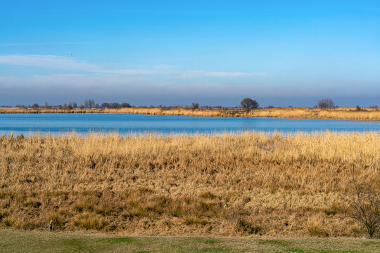 A serene natural landscape featuring a calm blue body of water, surrounded by a vast expanse of dry, golden common reeds (Phragmites australis) in the foreground and along the far bank.
