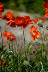 red poppy flowers