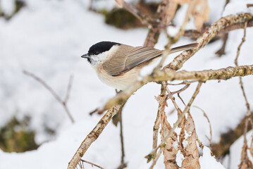Naklejka premium Marsh tit bird sitting on a branch in winter season (Poecile palustris)