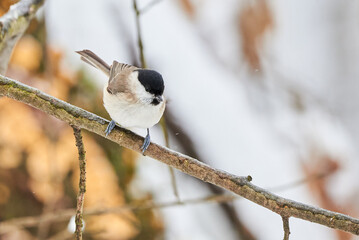 Marsh tit bird sitting on a branch in winter season (Poecile palustris)