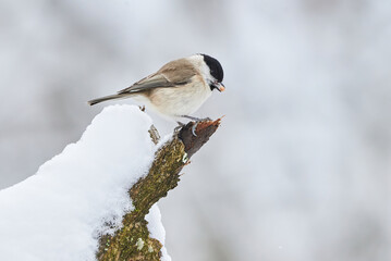 Marsh tit bird eating seeds from bird feeders in winter season (Poecile palustris)