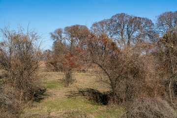 A winter or early spring landscape featuring a sea ​​​​buckthorn bush with vibrant red berries that have overwintered on the bare branches.