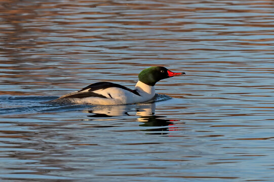Common Merganser on the Boise River Idaho