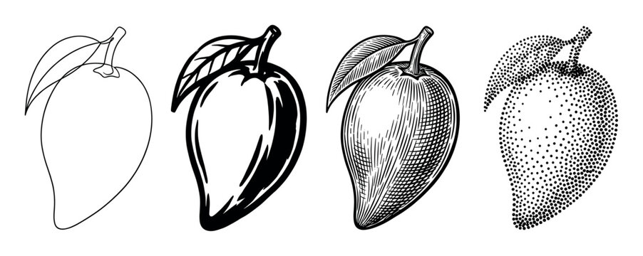 Four mango fruit illustrations with leaves in a collection of black and white styles, from simple outline and bold graphic to detailed engraving and stippling