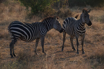 Obraz premium Pair of zebras standing together in dry African savanna