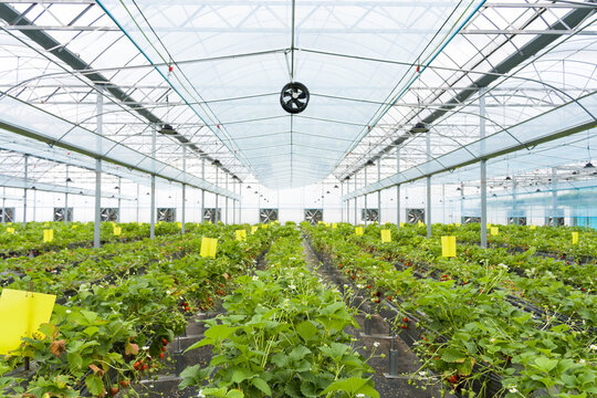 Modern greenhouse strawberry cultivation facility with organized rows and climate control systems