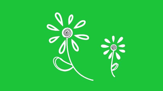 Hand drawn white flowers animation on green background simple doodle style nature concept minimal creative design loopable video