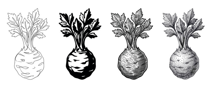 Four black and white celeriac vegetable illustrations in different artistic styles like line art, silhouette, engraving, and stippling, showing a collection of graphic elements