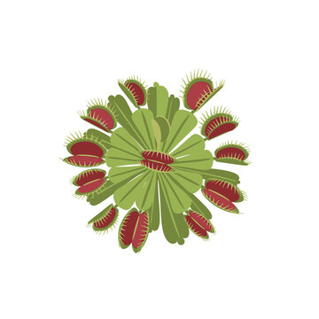 Venus Flytrap Plant with Red Traps.
