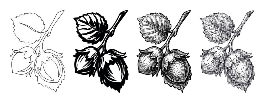 Set of four hazelnut illustrations on a branch, showcasing different artistic techniques like simple outline, solid silhouette, vintage engraving, and stippling dotwork art