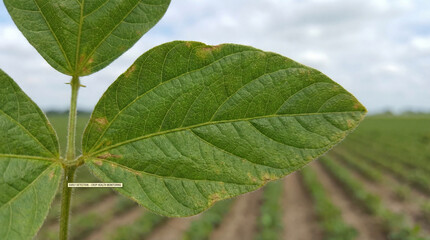 Naklejka premium Emerald leaf unveiling early signs of distress across a vast agricultural landscape